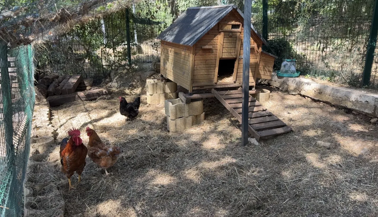 Enclos Animaux & Potager