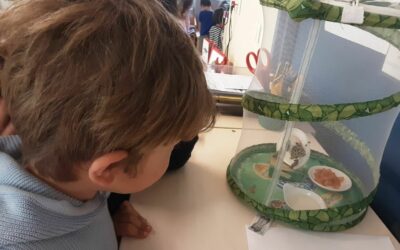 From caterpillars to butterflies