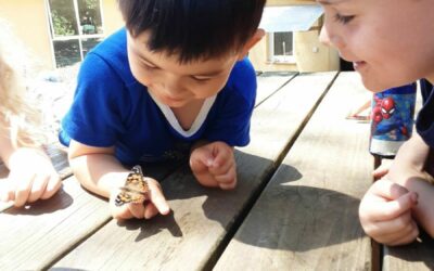 De chenilles à papillons