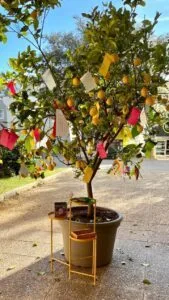 Arbre a voeux decore d'etiquettes colorees dans la cour de l'ecole