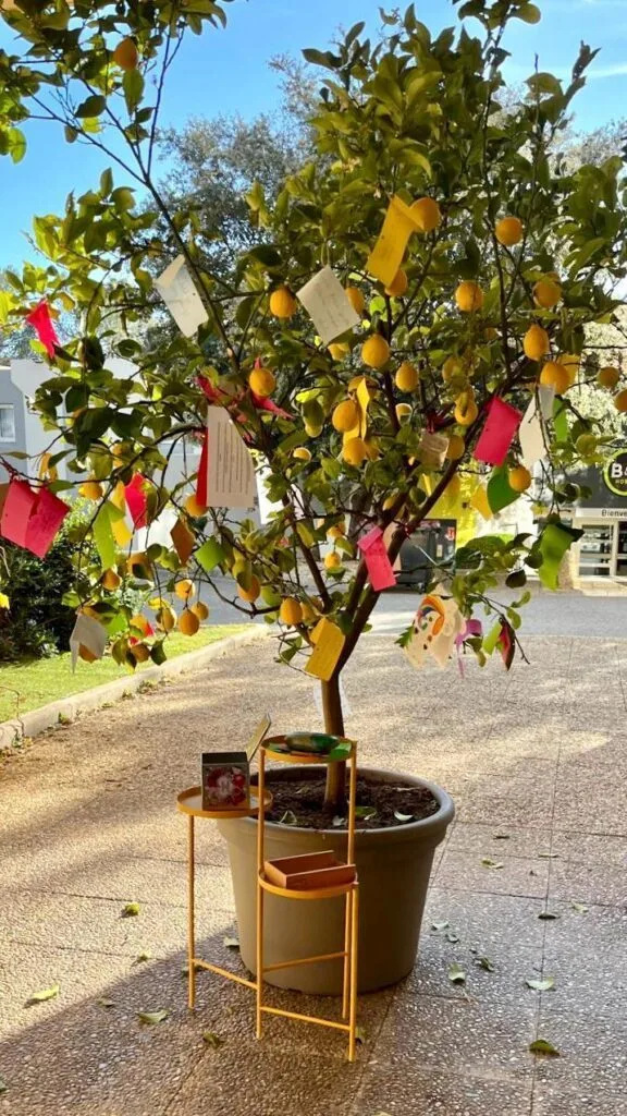 Arbre a voeux decore d'etiquettes colorees dans la cour de l'ecole